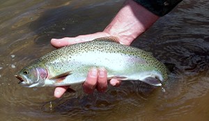 Stocking Trout